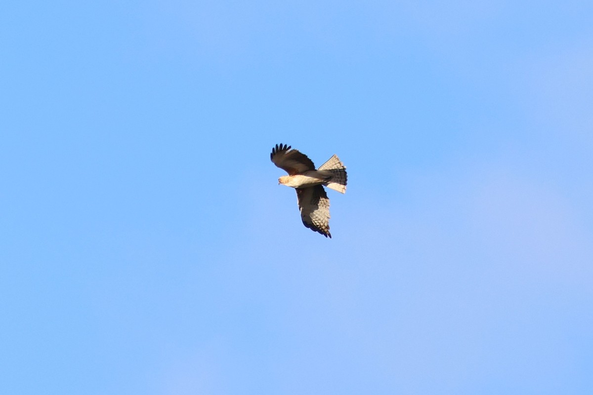 Little Eagle - ML647020684