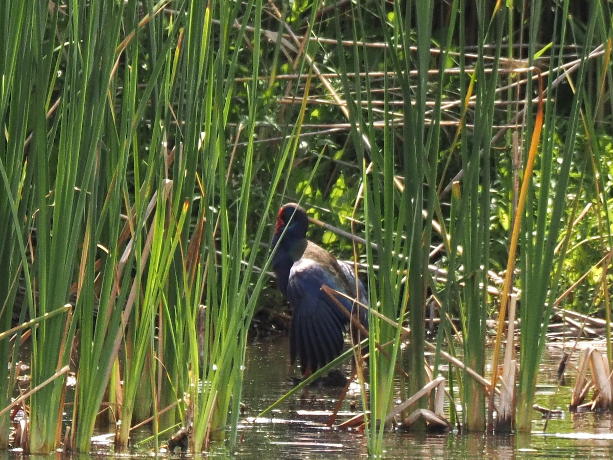 African Swamphen - ML647020685