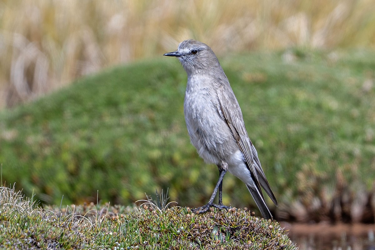White-fronted Ground-Tyrant - ML647020686
