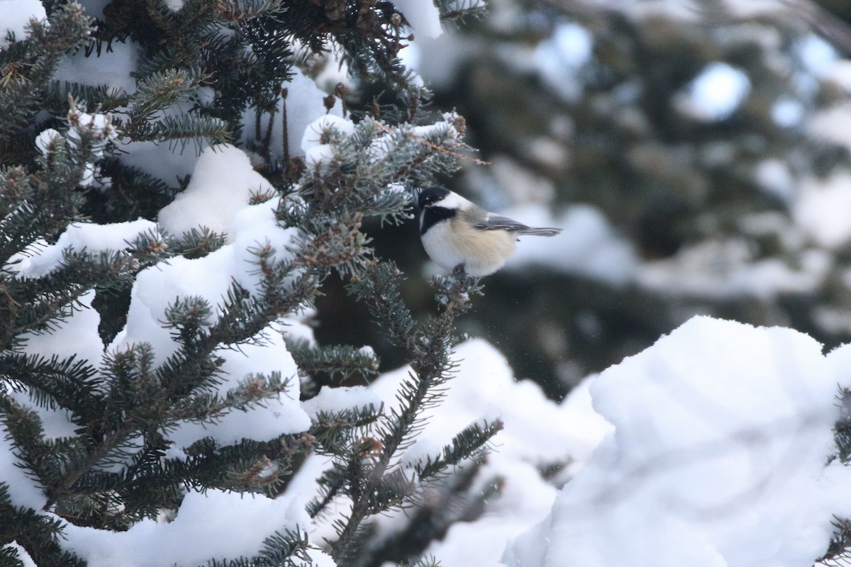 Black-capped Chickadee - ML647020700