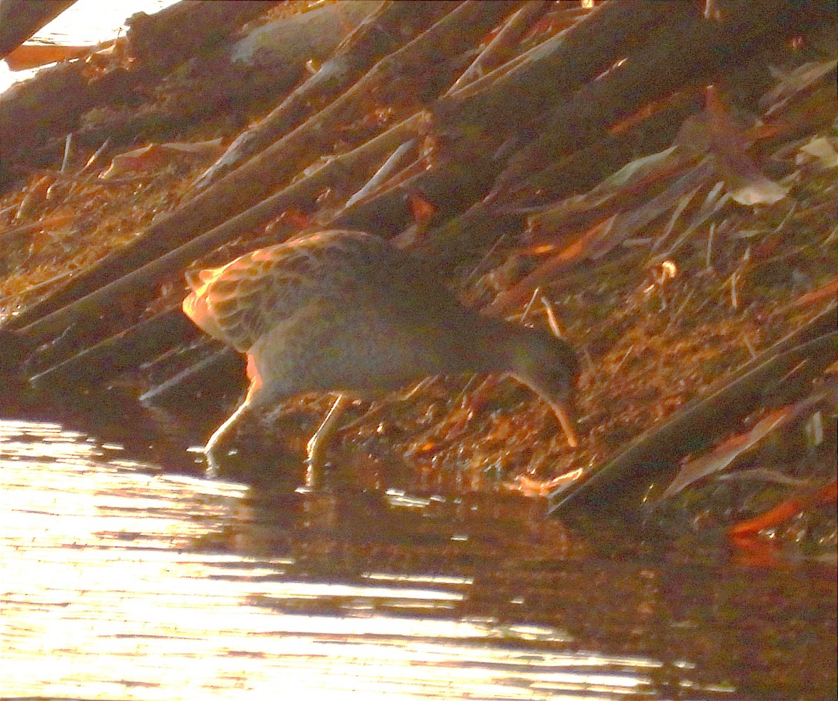 Watercock - ML647020701