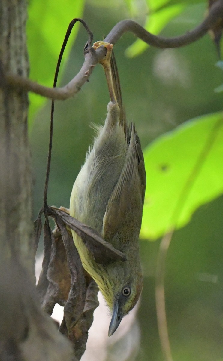 Timalí Goliestriado - ML647020702