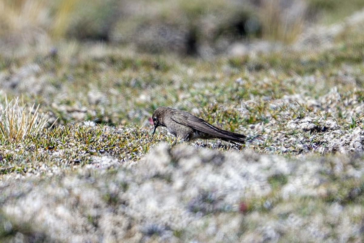 Olivaceous Thornbill - ML647020705