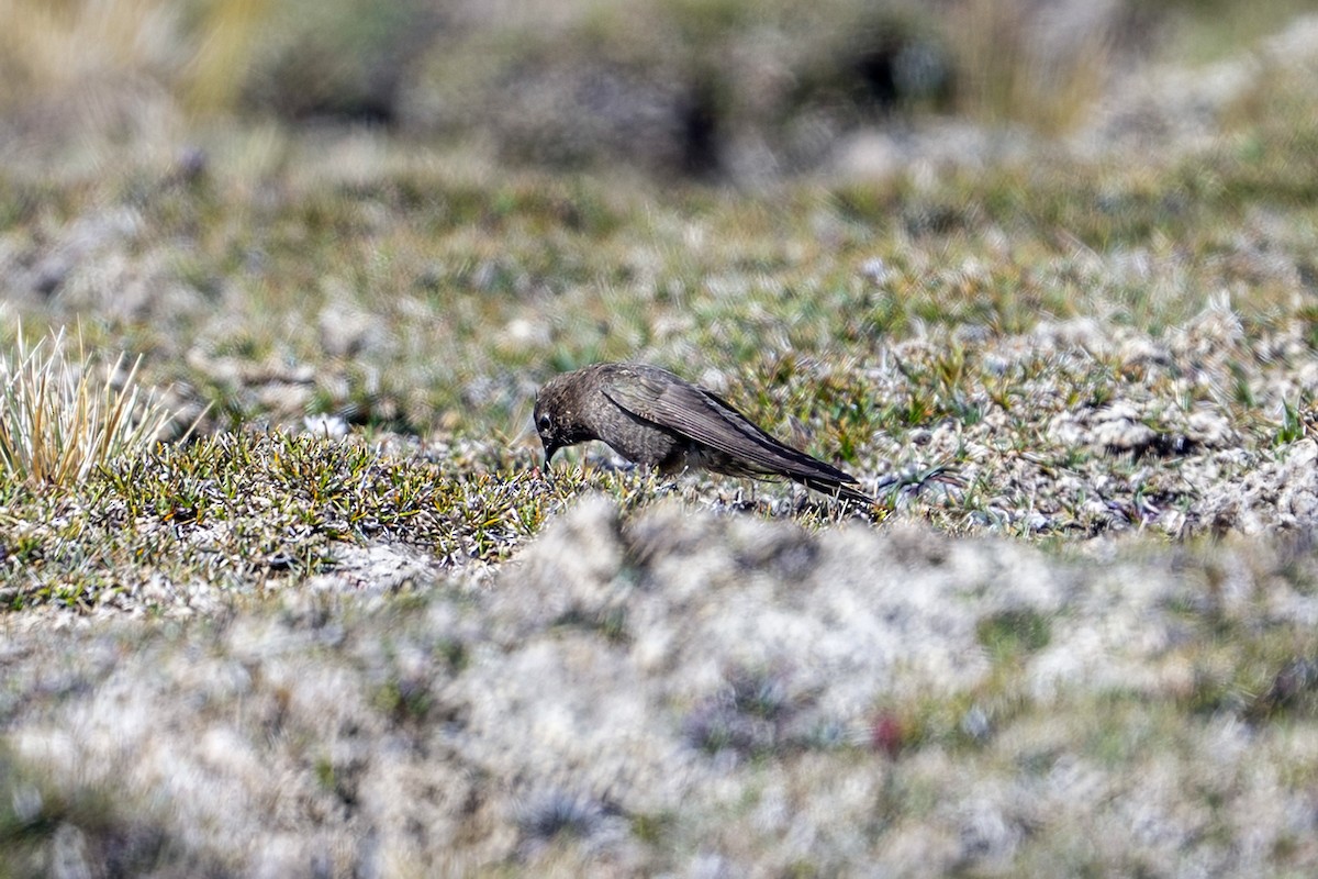 Olivaceous Thornbill - ML647020706