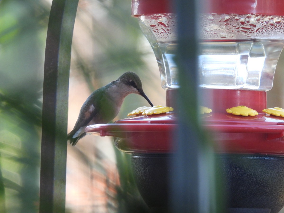 Ruby-throated Hummingbird - ML647020709