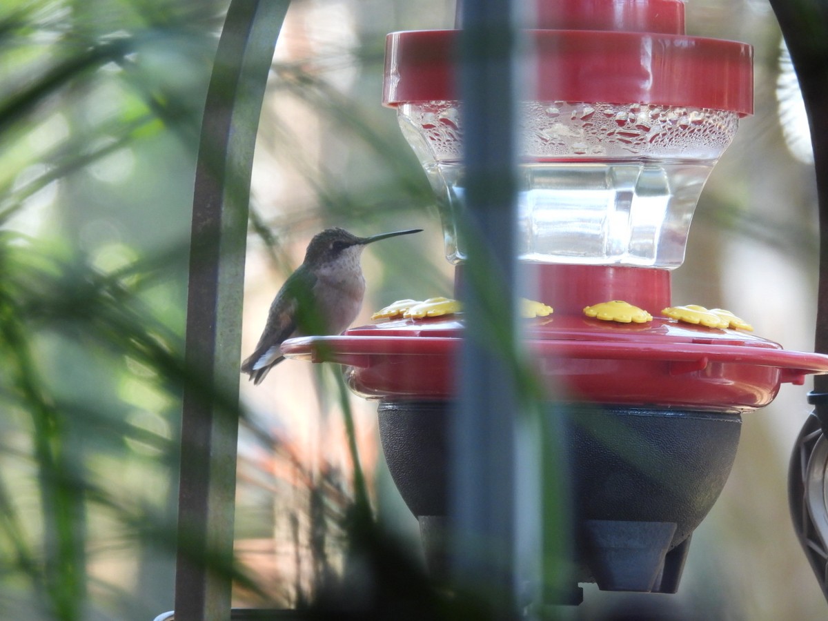 Ruby-throated Hummingbird - ML647020710