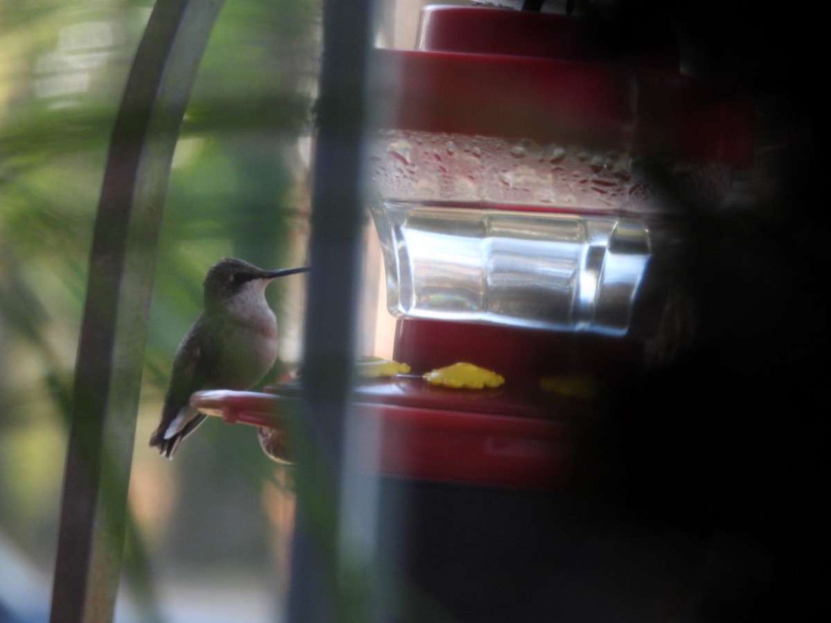 Ruby-throated Hummingbird - ML647020711