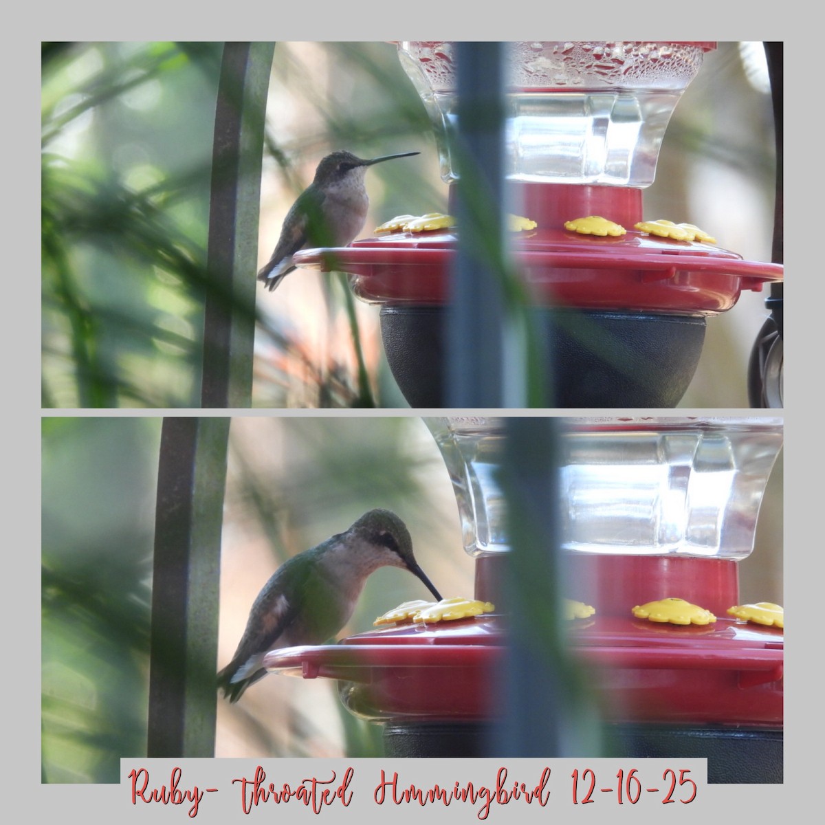 Ruby-throated Hummingbird - ML647020712
