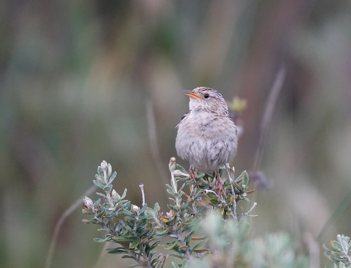 Травяной крапивник - ML647020713