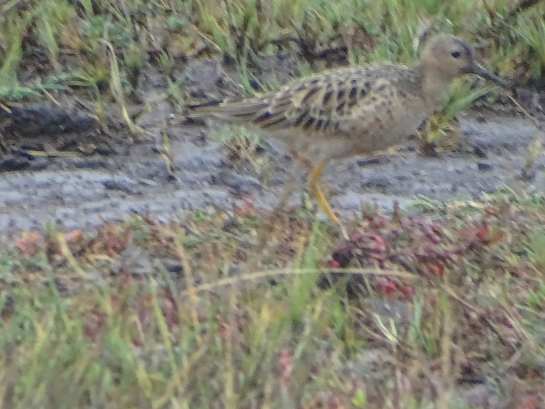 黃胸鷸 - ML647020715