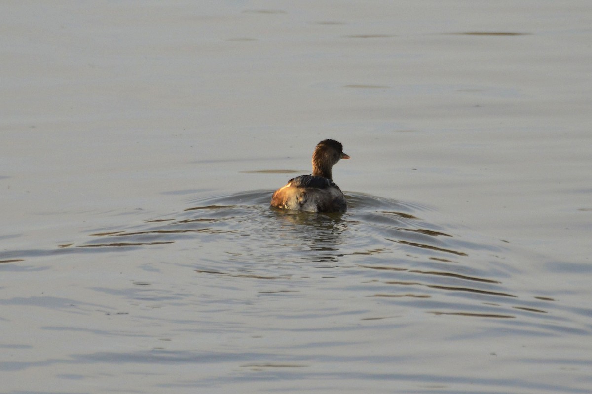 Little Grebe - ML647020723