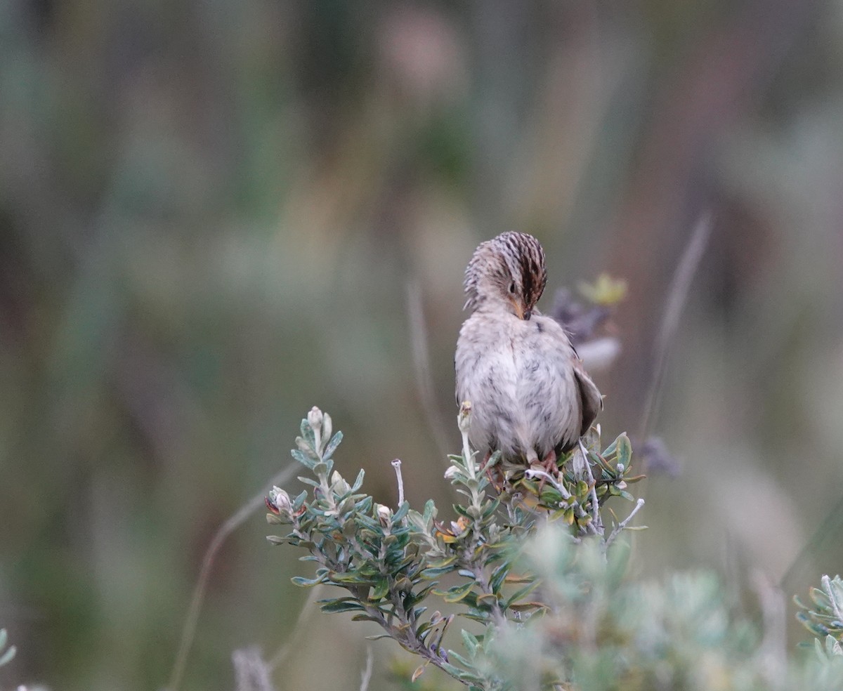 Травяной крапивник - ML647020726