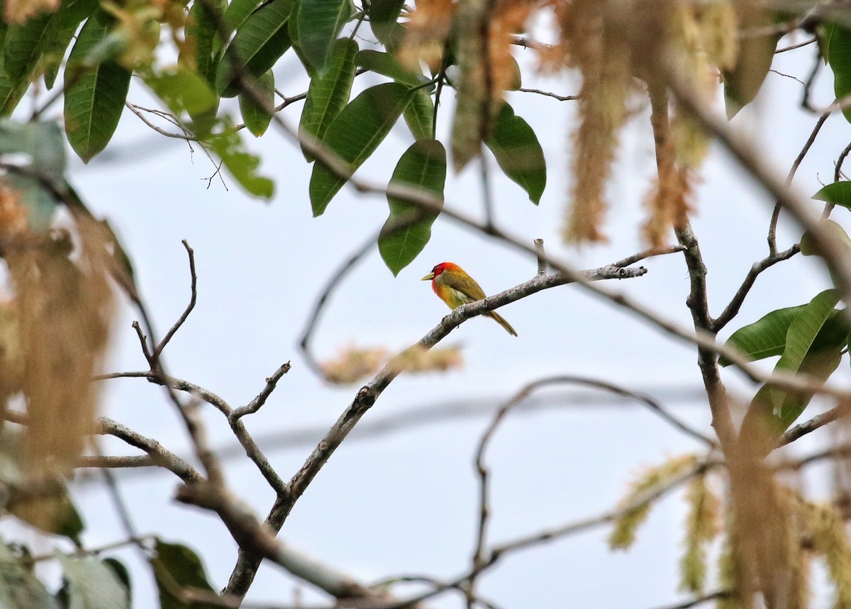 Scarlet-hooded Barbet - ML647020730