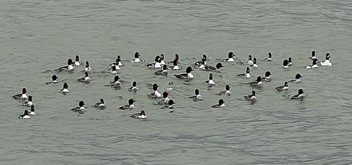 hohol islandský - ML647020735