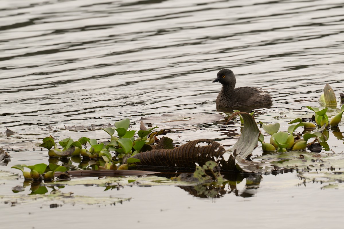 Least Grebe - ML647020736