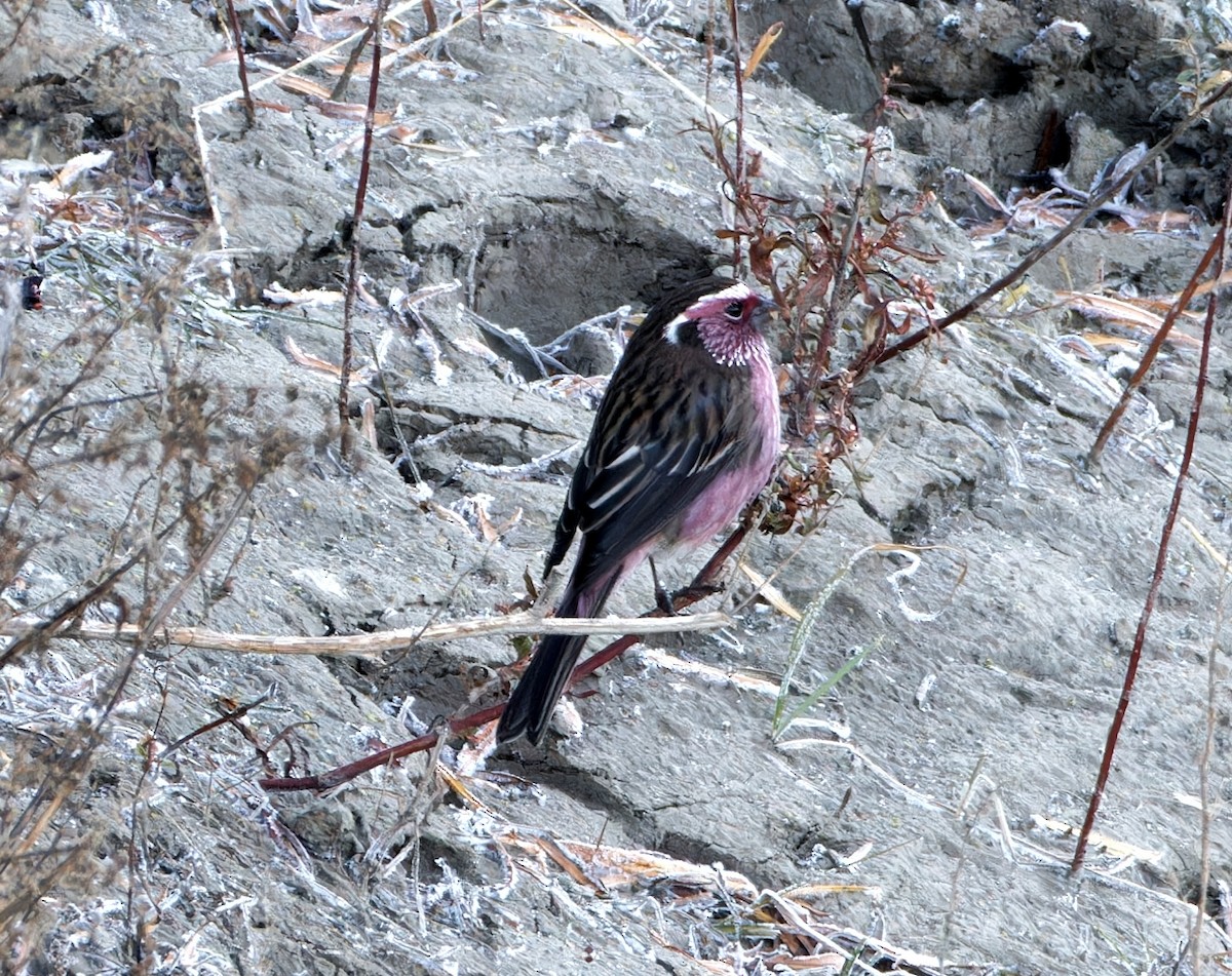 Chinese White-browed Rosefinch - ML647020739