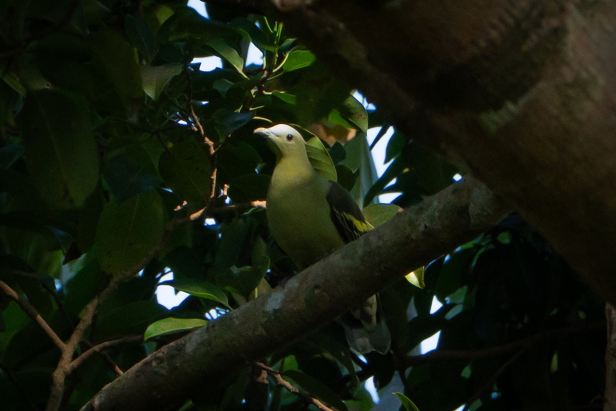 Andaman Green-Pigeon - ML647020751