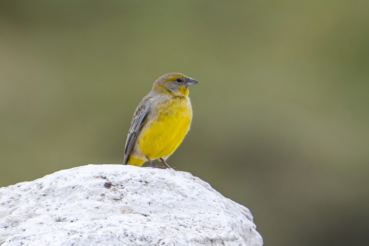 Bright-rumped Yellow-Finch - ML647020781