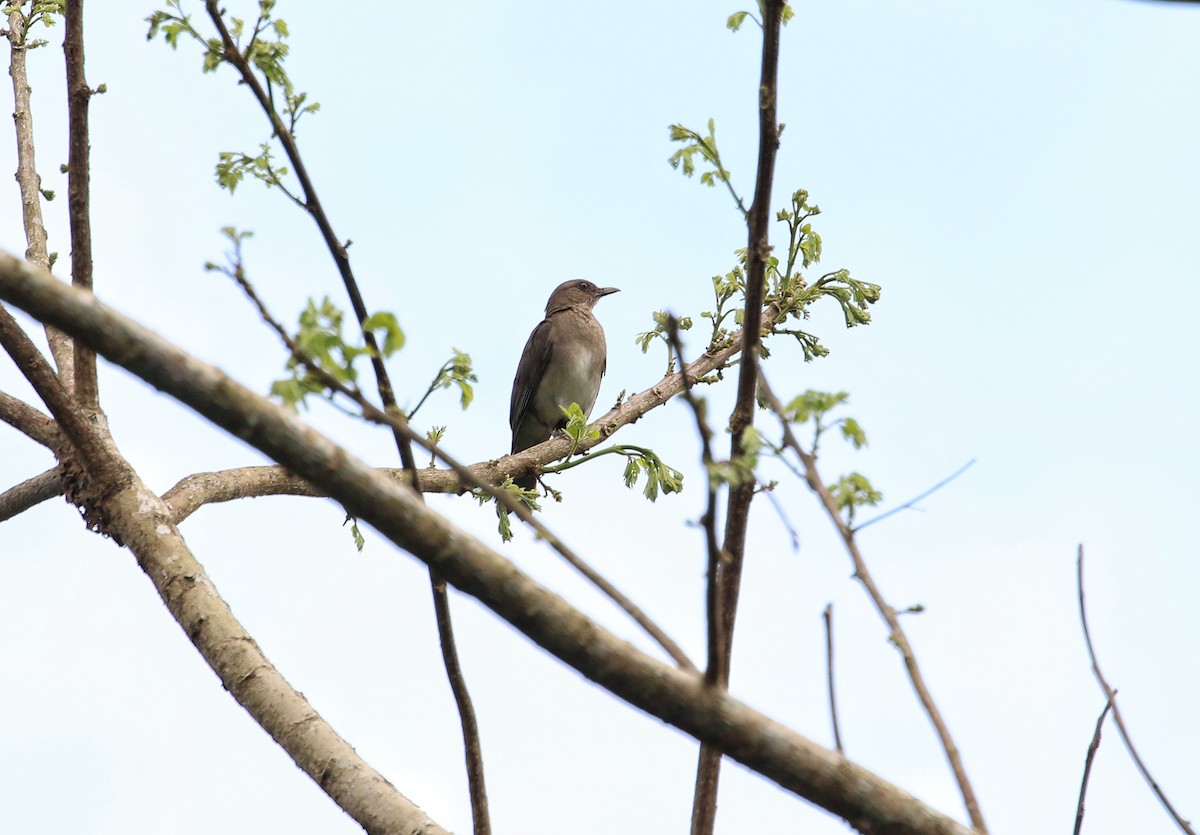 Black-billed Thrush - ML647020794