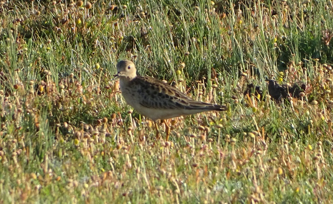 黃胸鷸 - ML647020796