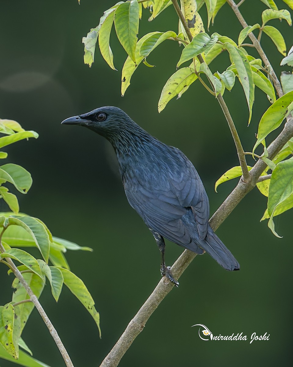 Malay Sığırcığı - ML647020798