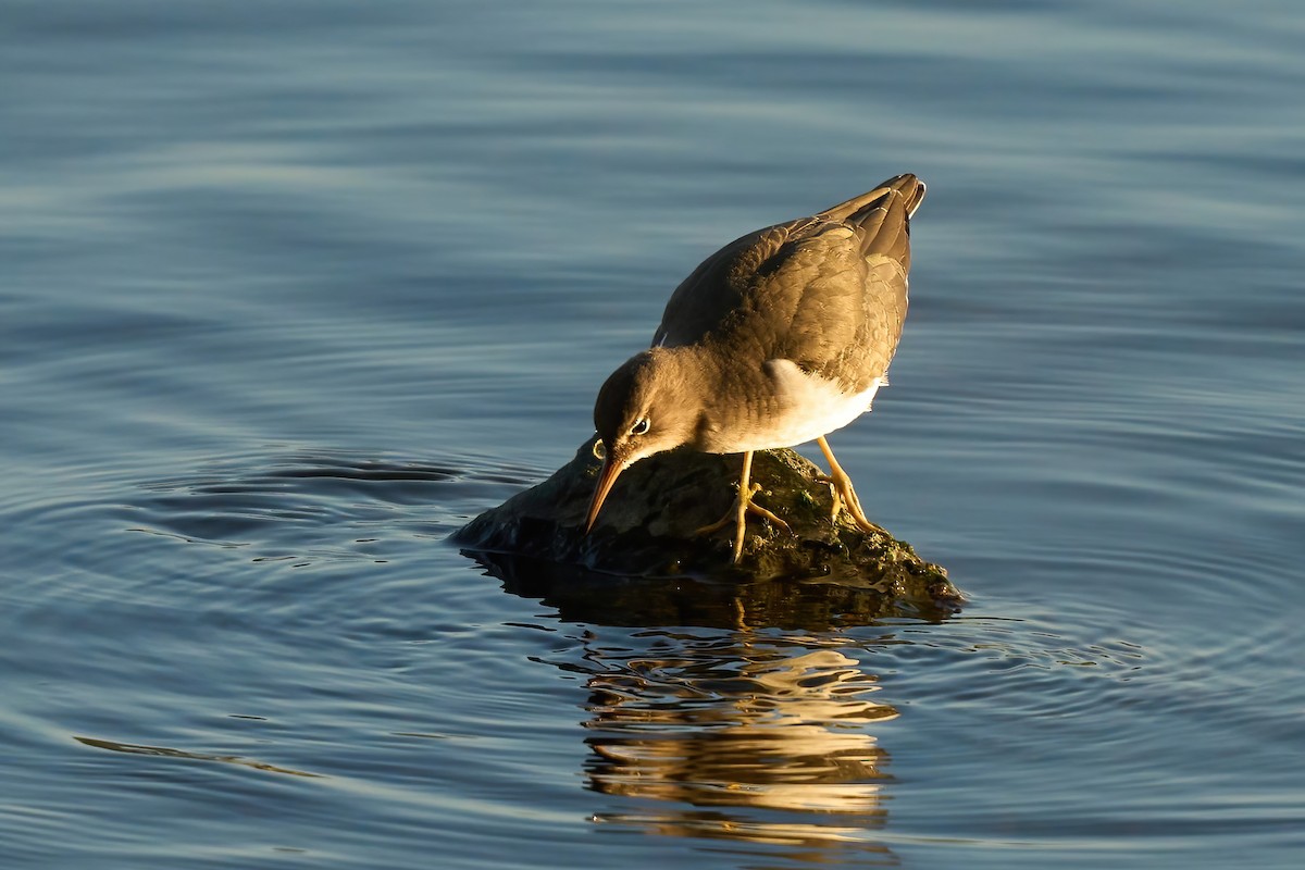 アメリカイソシギ - ML647020799