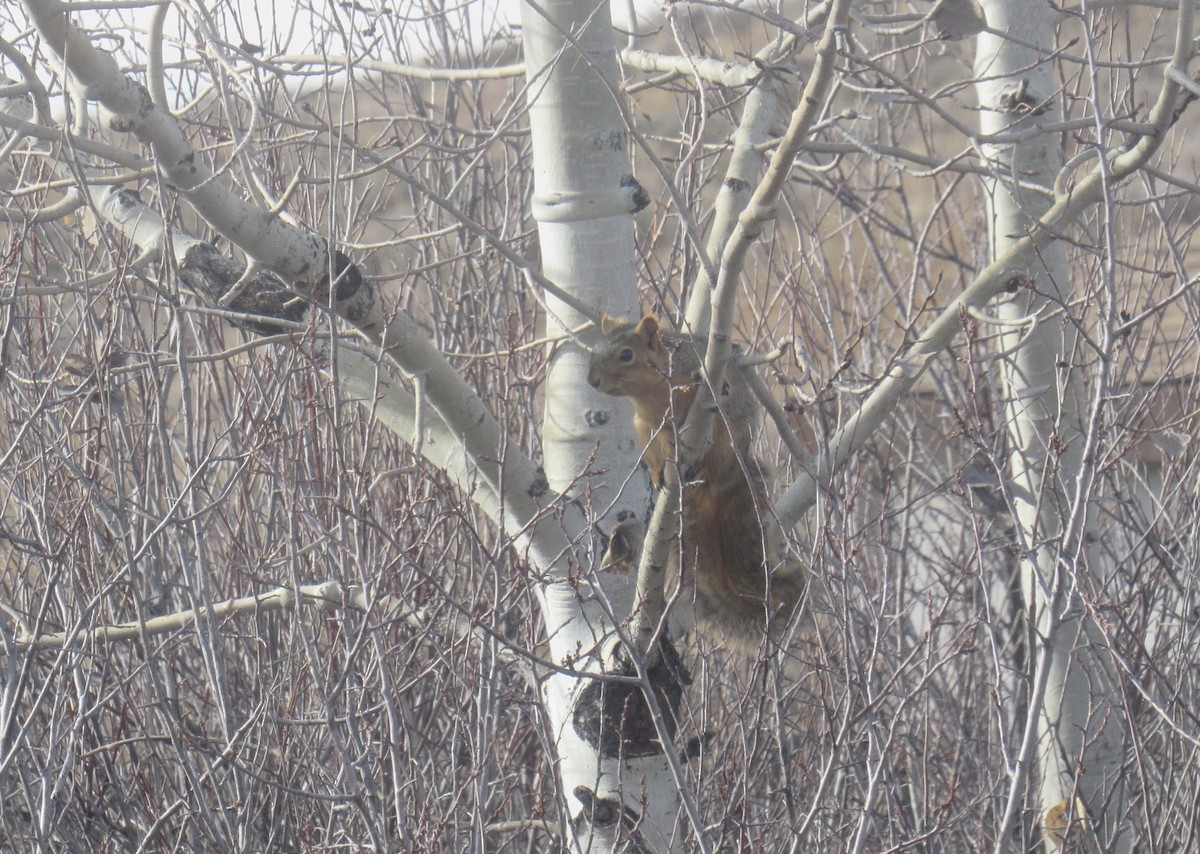 Animals - ML647020800