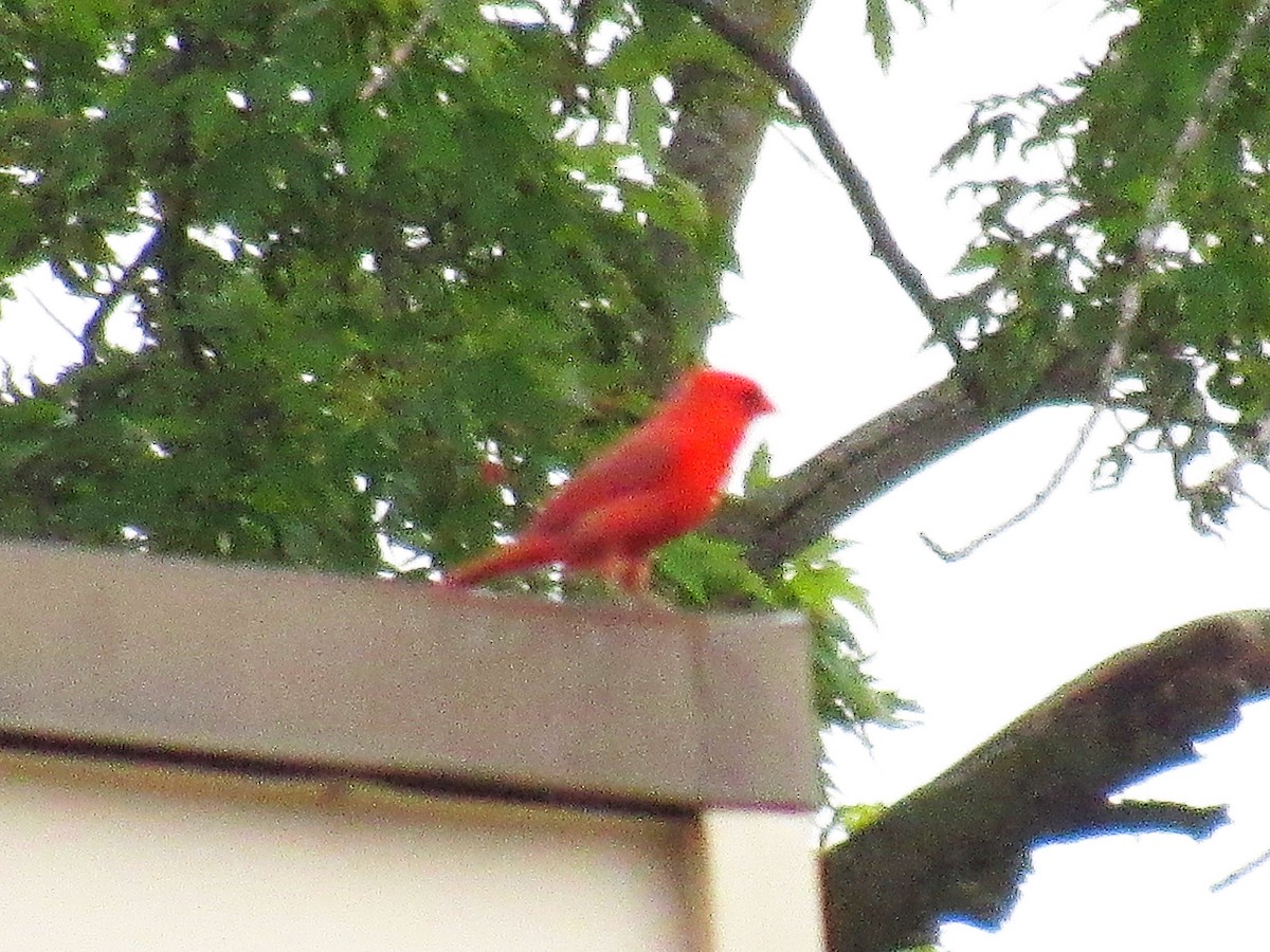 kardinál červený - ML647020801