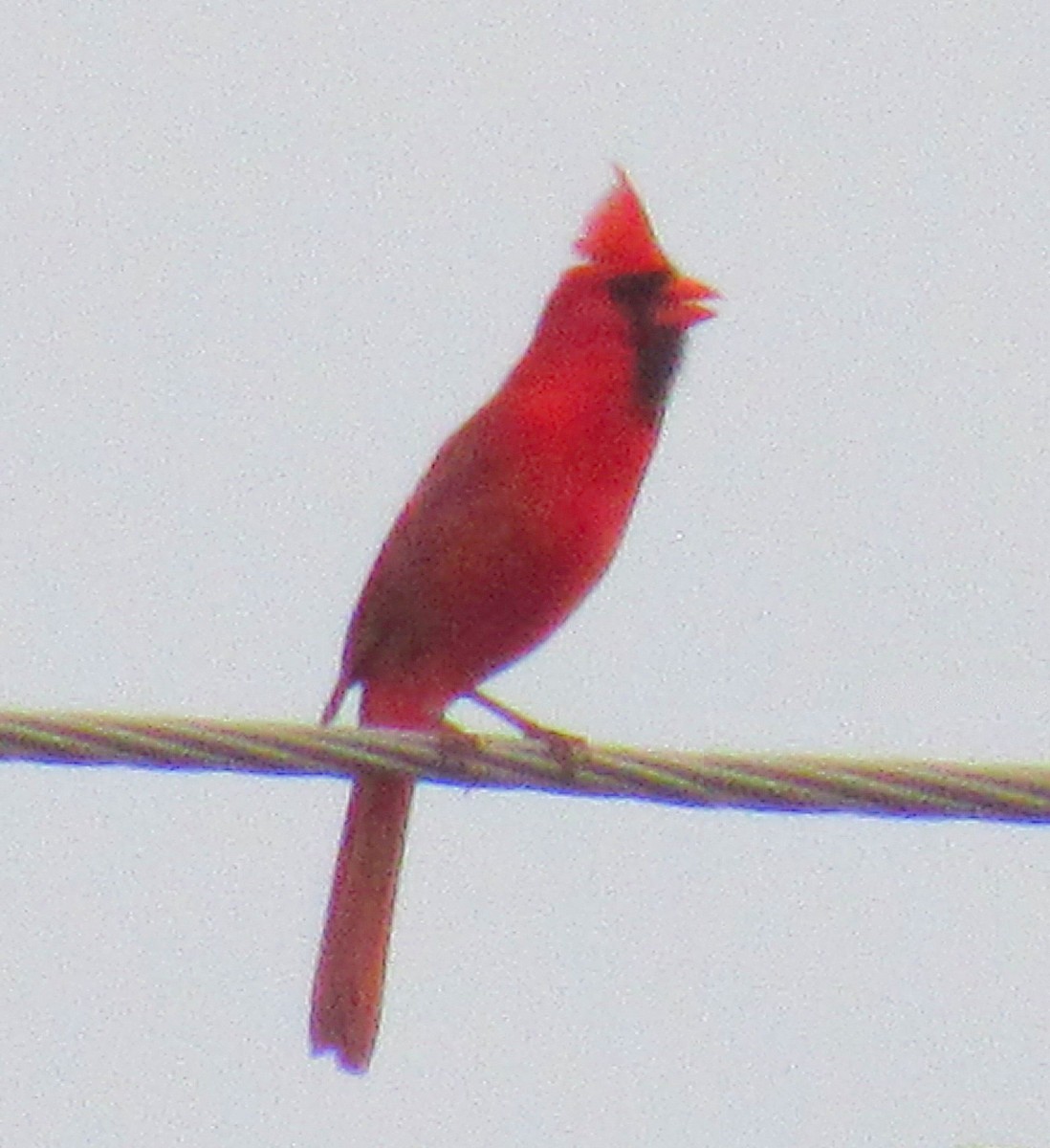 kardinál červený - ML647020802