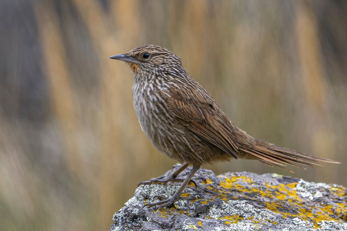 Junin Canastero - ML647020807