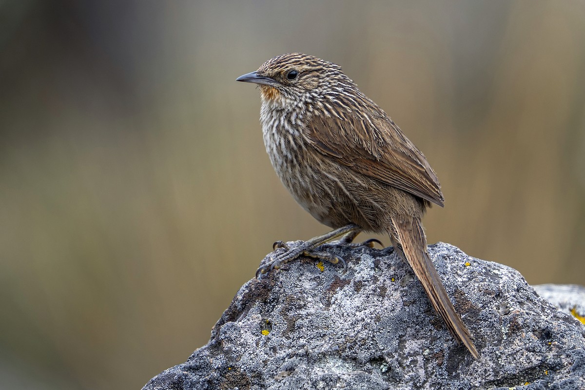 Junin Canastero - ML647020808