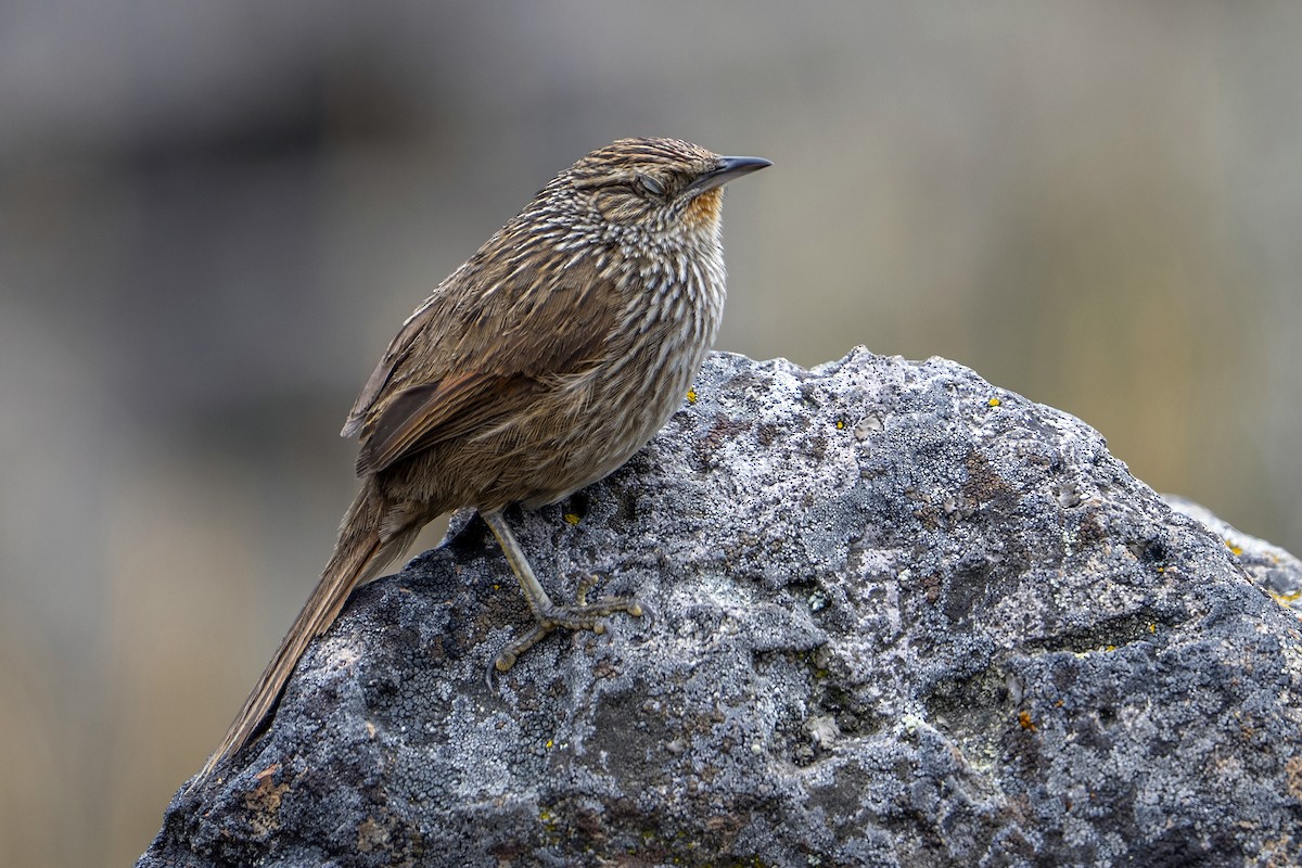 Junin Canastero - ML647020809