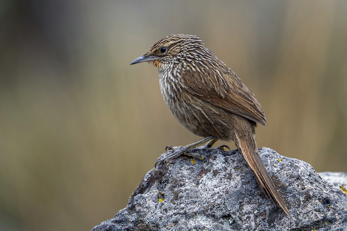 Junin Canastero - ML647020810