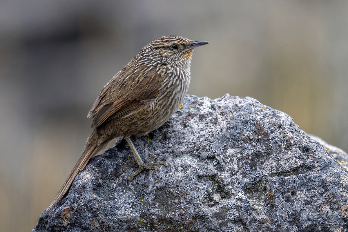 Junin Canastero - ML647020811