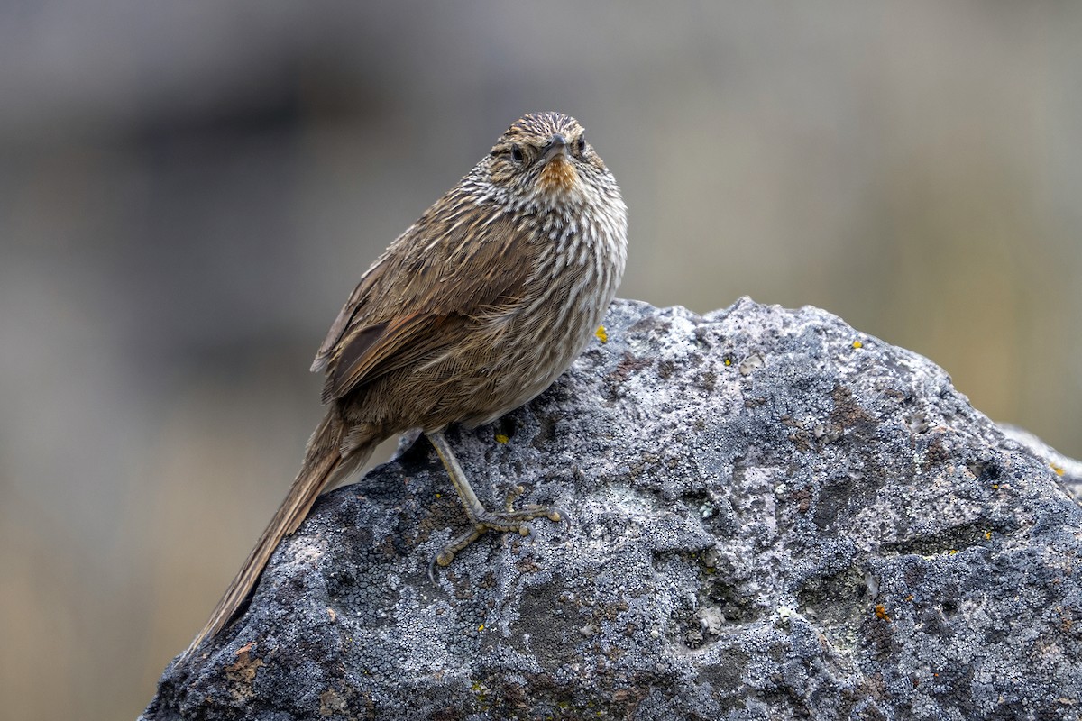 Junin Canastero - ML647020812