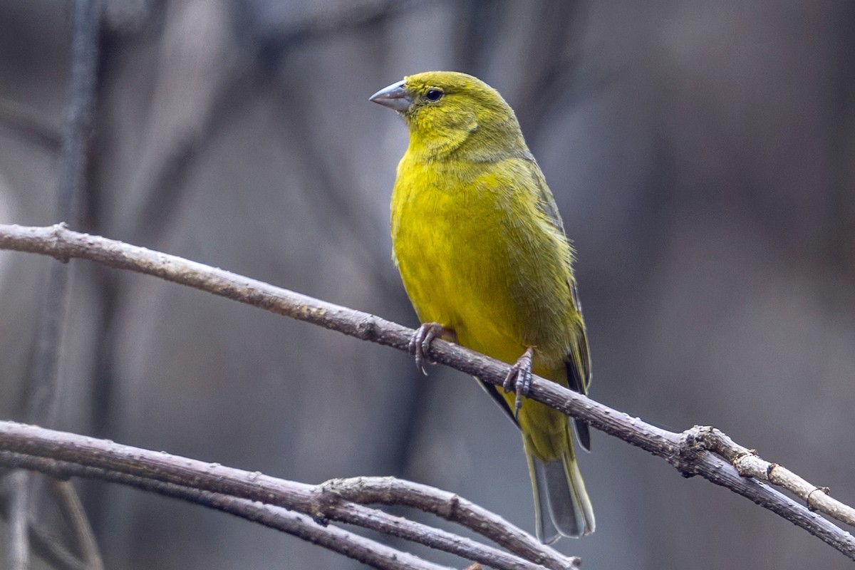 Greenish Yellow-Finch - ML647020826