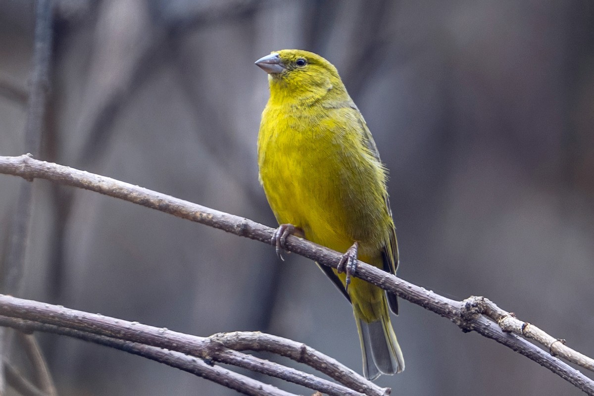 Greenish Yellow-Finch - ML647020827