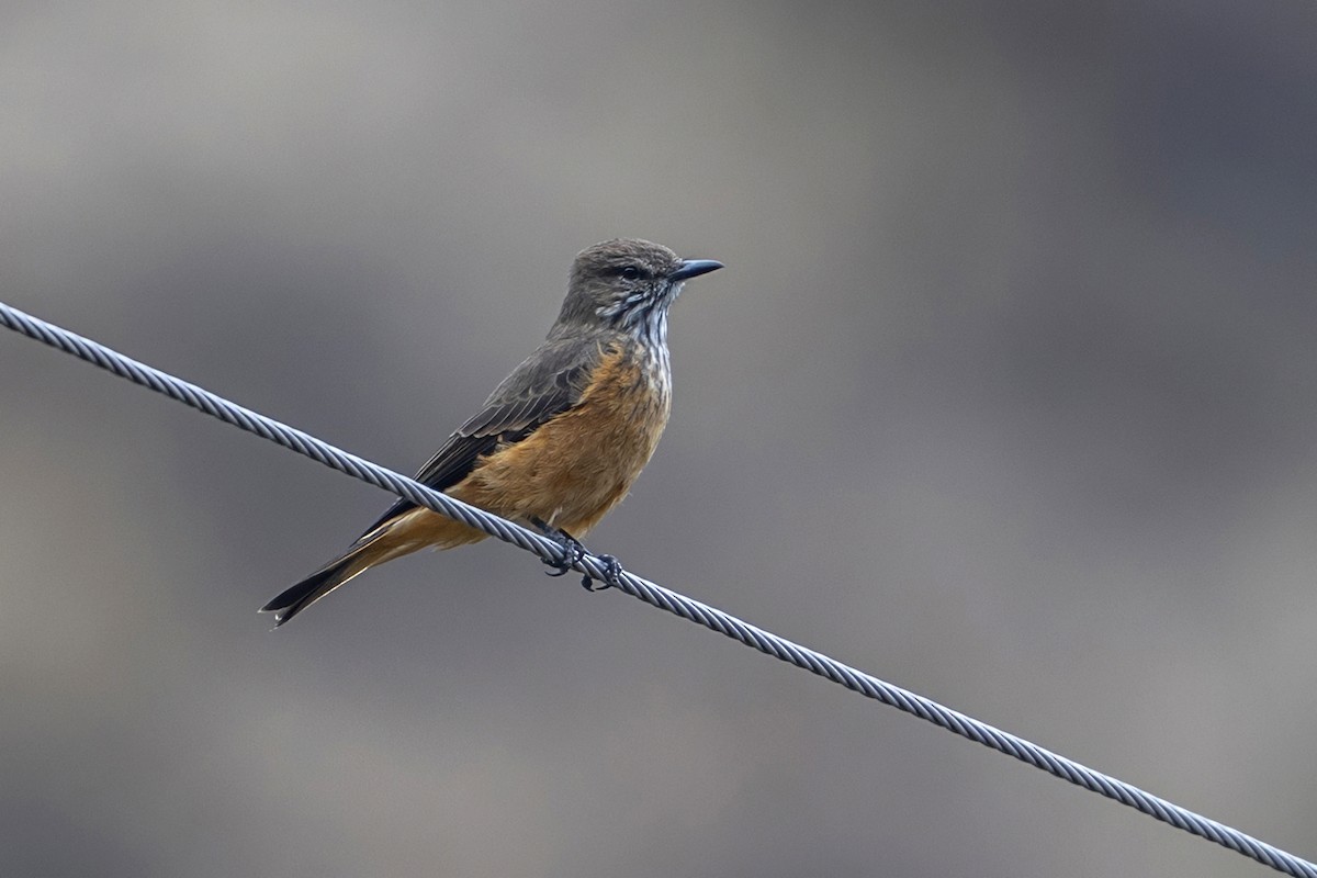 Streak-throated Bush-Tyrant - ML647020828
