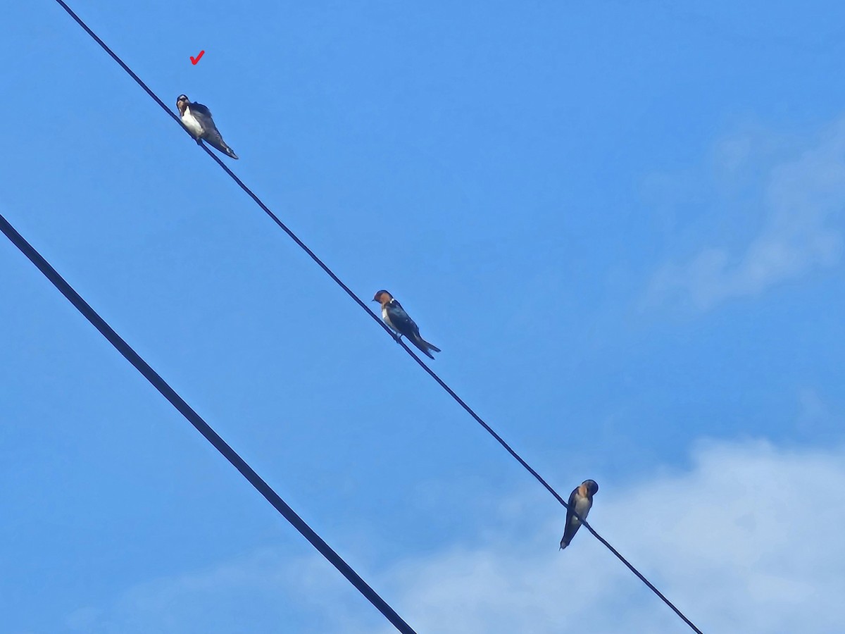 vlaštovka obecná - ML647020829