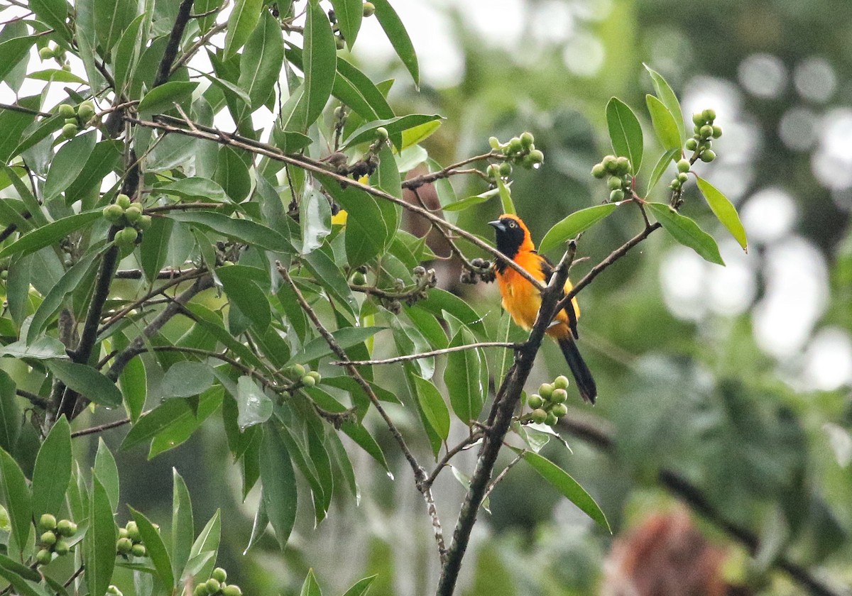 Orange-backed Troupial - ML647020830