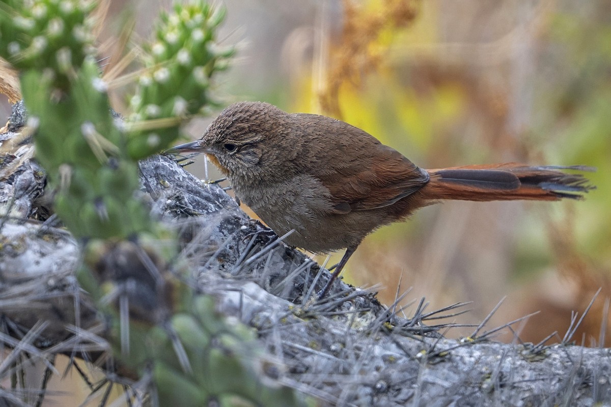 Canyon Canastero - ML647020832