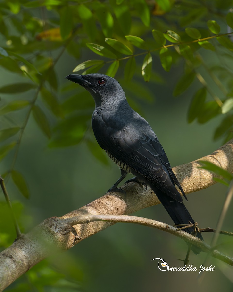 Andaman Cuckooshrike - ML647020838