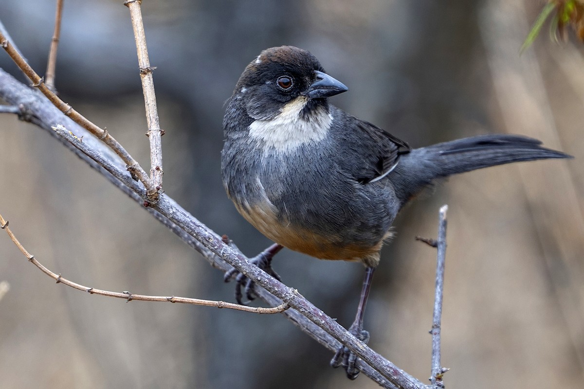 Rusty-bellied Brushfinch - ML647020849