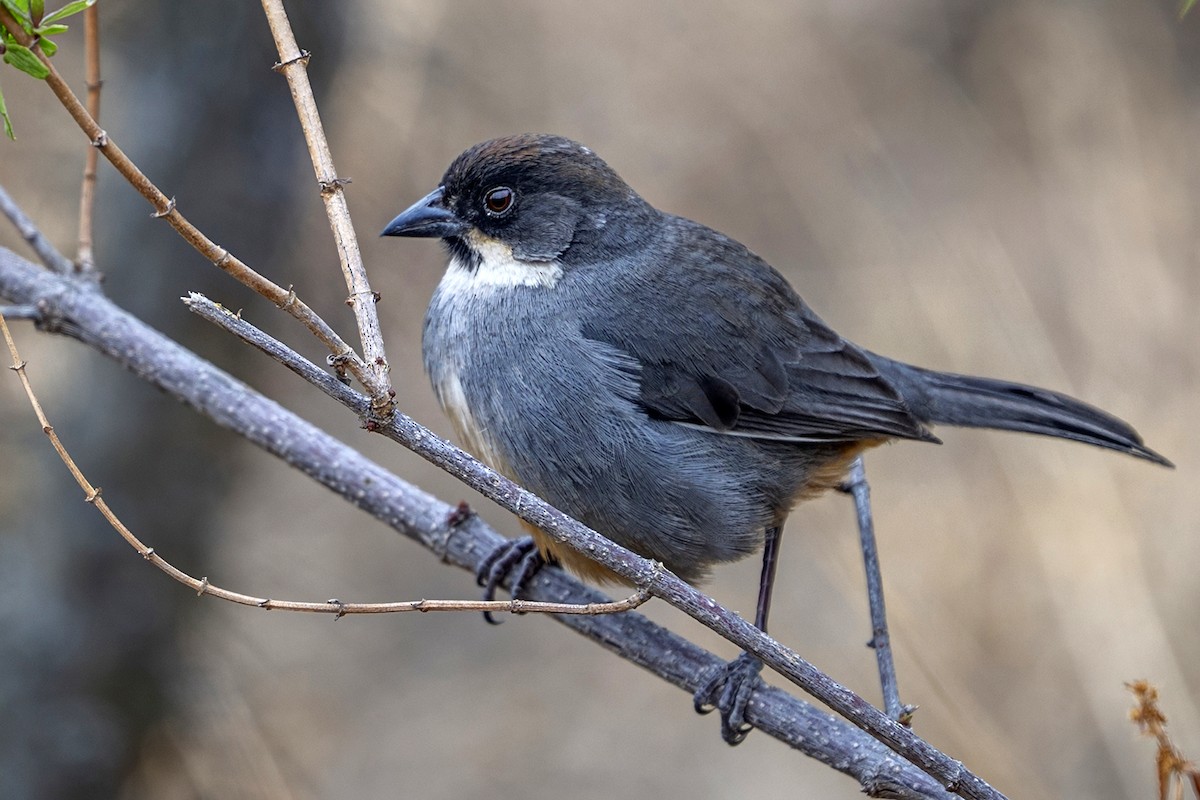 Rusty-bellied Brushfinch - ML647020850