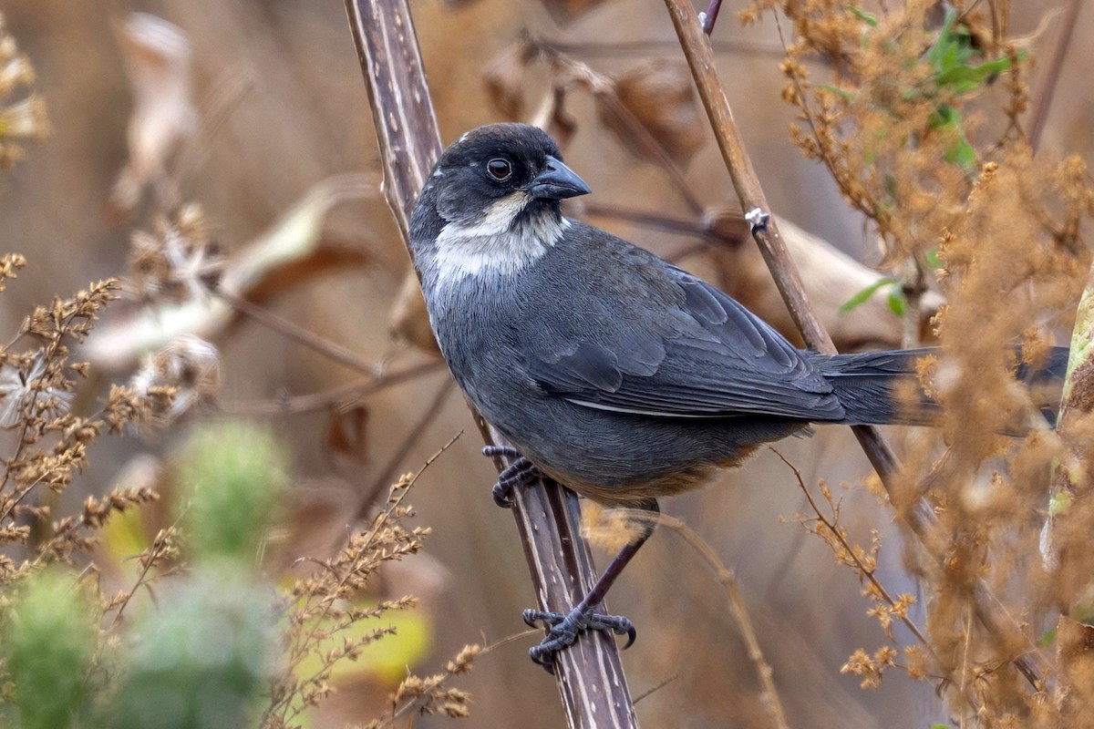 Rusty-bellied Brushfinch - ML647020851