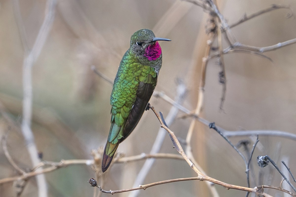 スミレフタオハチドリ - ML647020854