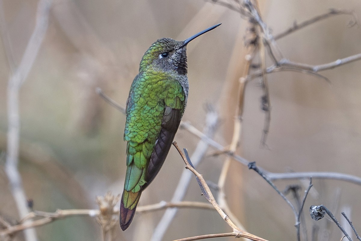 スミレフタオハチドリ - ML647020855