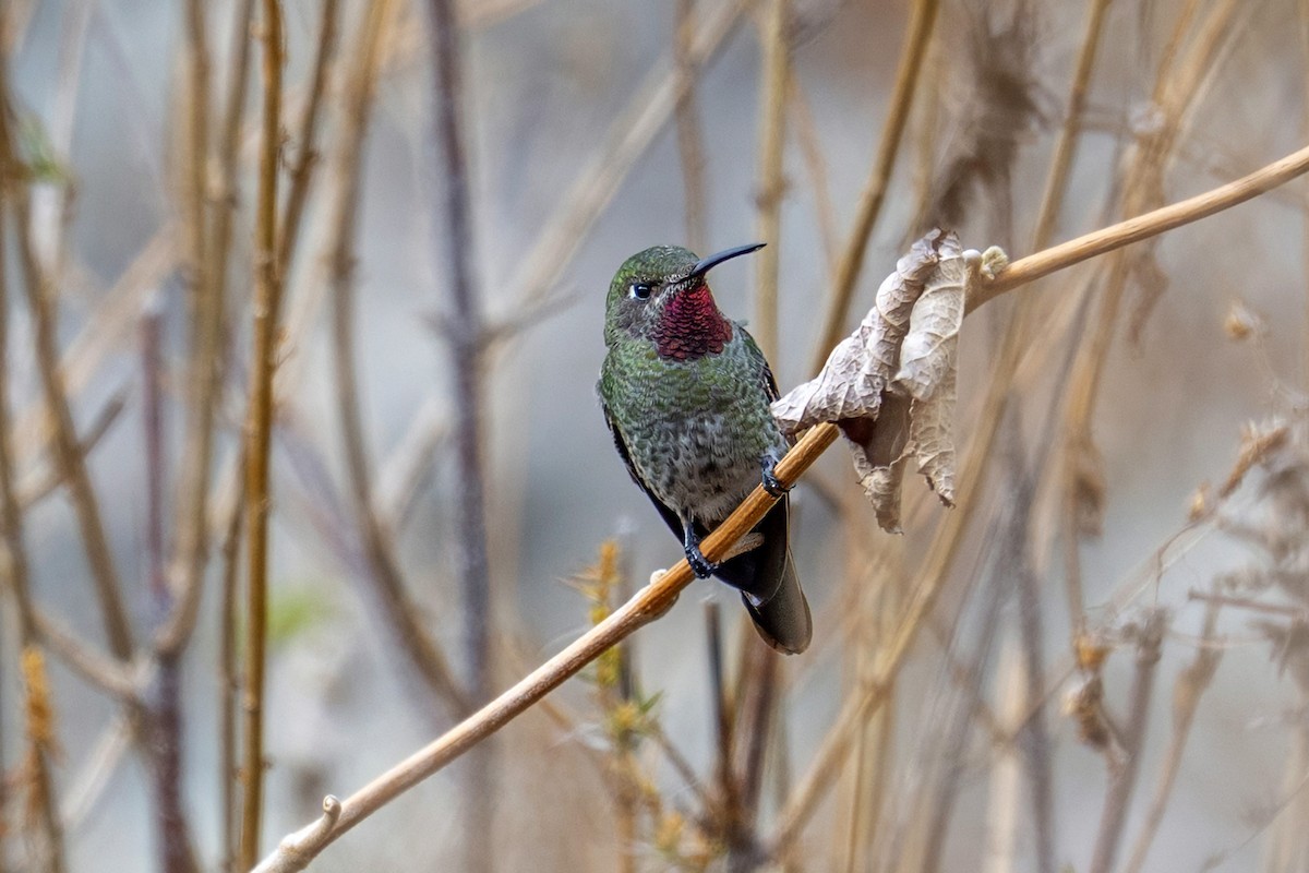 スミレフタオハチドリ - ML647020856