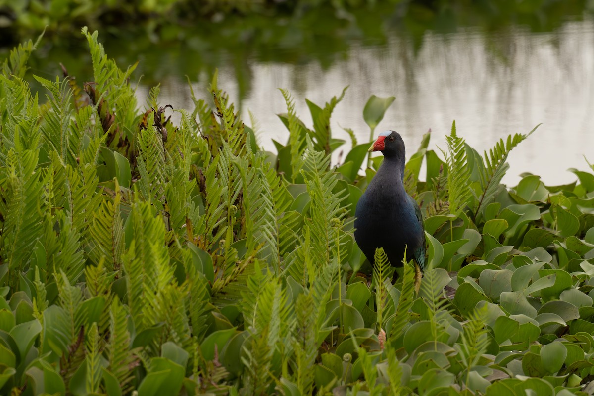 Uroilo urdin amerikarra - ML647020858