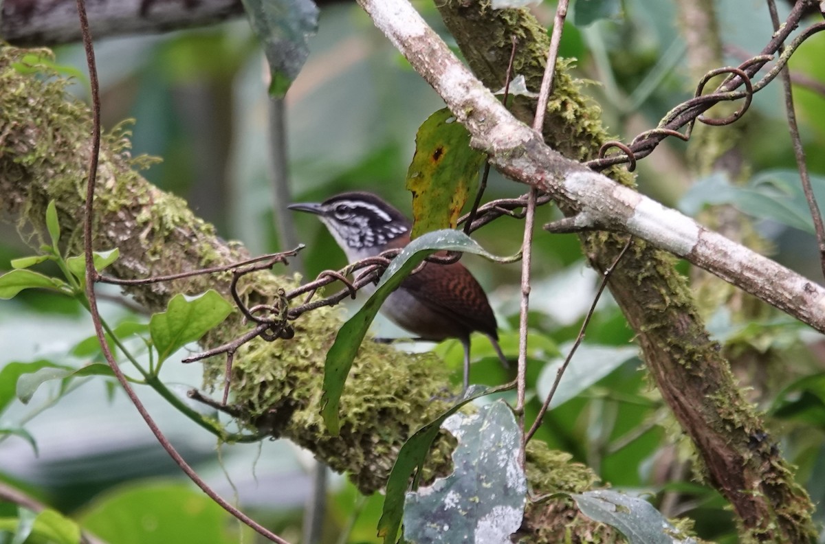 White-breasted Wood-Wren (Cherrie's) - ML647020867